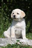 LABRADOR 1054